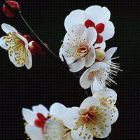 微信茶叶头像 花茶