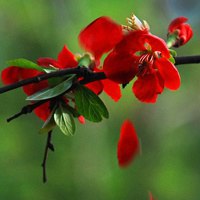 微信茶叶头像 花茶