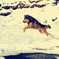 微信狼头像图片大全 霸气十足冷酷的狼