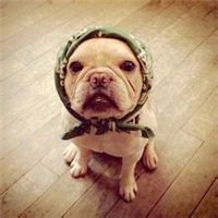 微信小狗头像图片 呆萌可爱的小狗图片头像