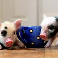 猪的头像萌的微信头像 可爱小猪胖乎乎