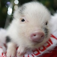 猪的头像萌的微信头像 可爱小猪胖乎乎