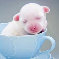 猪的头像萌的微信头像 可爱小猪胖乎乎