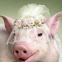 猪的头像萌的微信头像 可爱小猪胖乎乎