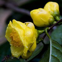 微信茶叶头像 花茶