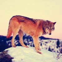 微信狼头像图片大全 霸气十足冷酷的狼