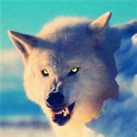 微信狼头像图片大全 霸气十足冷酷的狼
