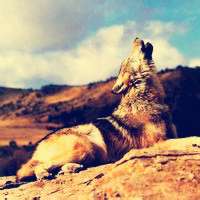 微信狼头像图片大全 霸气十足冷酷的狼