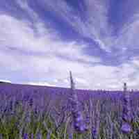 最美风景微信头像