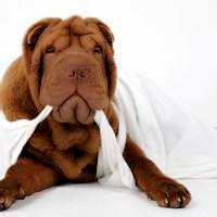 微信小狗头像图片 呆萌可爱的小狗图片头像