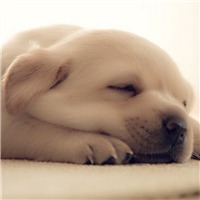 微信小狗头像图片 呆萌可爱的小狗图片头像