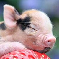 猪的头像萌的微信头像 可爱小猪胖乎乎