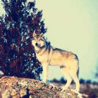 微信狼头像图片大全 霸气十足冷酷的狼