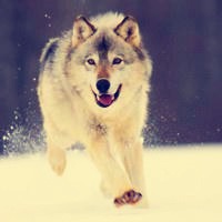 微信狼头像图片大全 霸气十足冷酷的狼