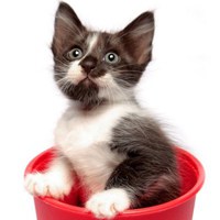 微信猫头像 神态可爱的猫猫咪