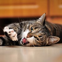 微信猫头像 神态可爱的猫猫咪