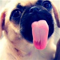 微信小狗头像图片 呆萌可爱的小狗图片头像