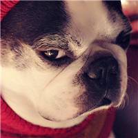 微信小狗头像图片 呆萌可爱的小狗图片头像