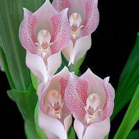 唯美意境个性头像