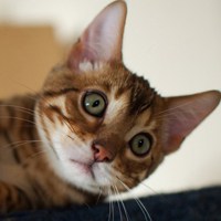 微信猫头像 神态可爱的猫猫咪