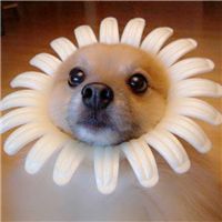 微信小狗头像图片 呆萌可爱的小狗图片头像