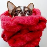 微信小狗头像图片 呆萌可爱的小狗图片头像