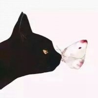 猫头像动漫_不同风格的动漫猫头像图片