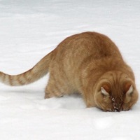 微信猫头像 神态可爱的猫猫咪