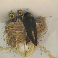 好看的微信头像燕子图片