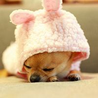 微信小狗头像图片 呆萌可爱的小狗图片头像