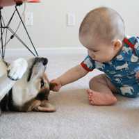 超可爱男宝宝跟萌宠头像