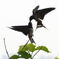 好看的微信头像燕子图片