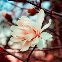 唯美意境个性头像