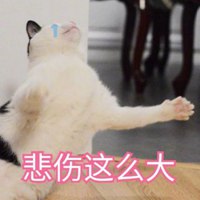 可爱小猫咪卖萌头像