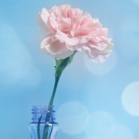 微信头像一朵花图片_好看的一朵花头像图片