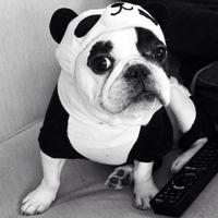 微信萌宠狗狗头像 呆萌可爱小萌宠狗狗来一波