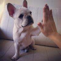 微信萌宠狗狗头像 呆萌可爱小萌宠狗狗来一波