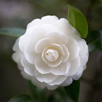 微信头像小清新花 清新淡雅的花儿