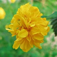 微信头像一朵花图片_好看的一朵花头像图片