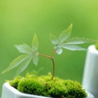 微信头像一朵花图片_好看的一朵花头像图片