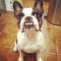 微信萌宠狗狗头像 呆萌可爱小萌宠狗狗来一波