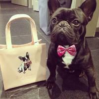 微信萌宠狗狗头像 呆萌可爱小萌宠狗狗来一波