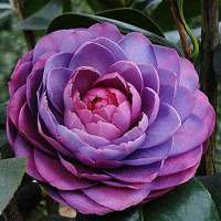 微信头像小清新花 清新淡雅的花儿