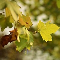 微信头像一朵花图片_好看的一朵花头像图片