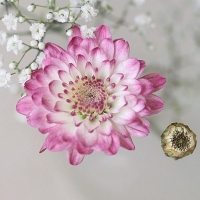 微信头像一朵花图片_好看的一朵花头像图片