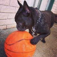 微信萌宠狗狗头像 呆萌可爱小萌宠狗狗来一波