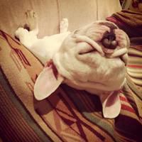 微信萌宠狗狗头像 呆萌可爱小萌宠狗狗来一波