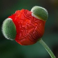 微信头像小清新花 清新淡雅的花儿