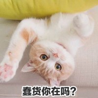 可爱小猫咪卖萌头像