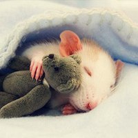 小老鼠可爱头像 超萌超可爱的小老鼠